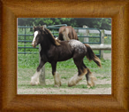 Northern Lights Twisted Carnivale ~ Val ~ 2015 ~ Northern Lights Midnight Masquerade x Northern Lights Karen's Twister ~ RIP beautiful girl